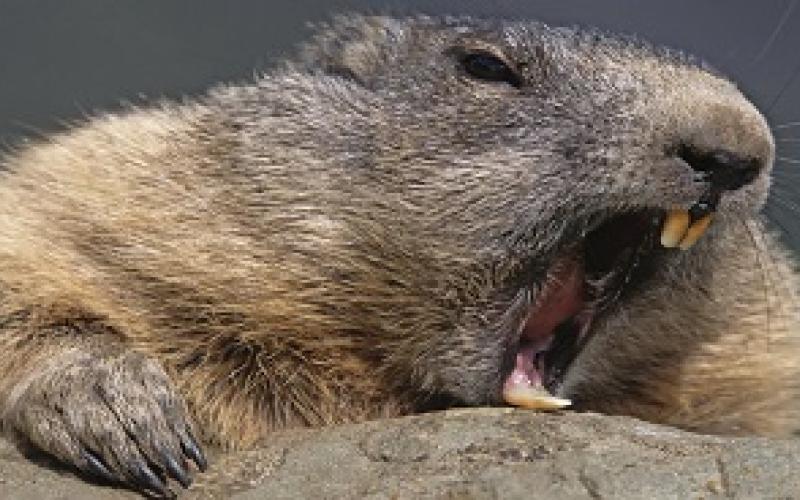 سگ آبی عصبانی اینترنت 1800 کاربر را قطع کرد! 