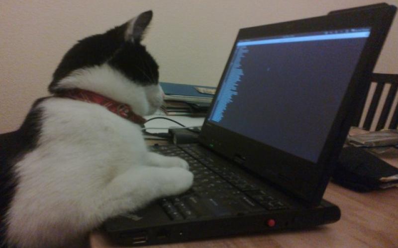 استفاده‎ی هکر ژاپنی از گربه برای تخریب