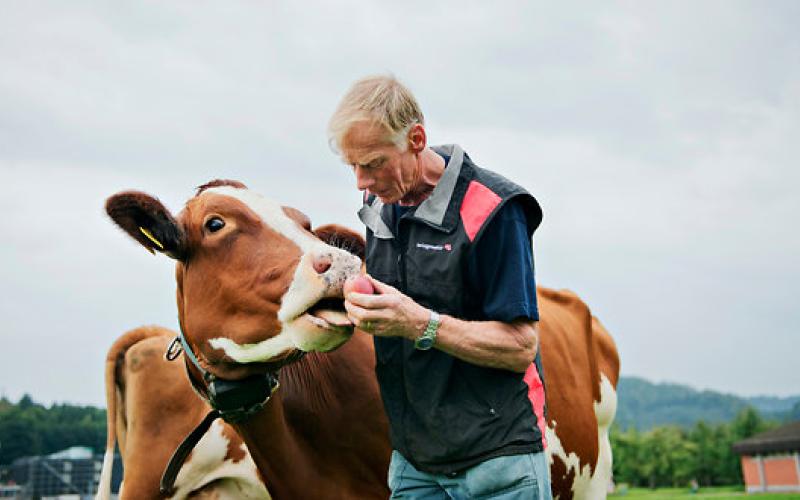 گاوها هم اس ام اس می فرستند! 