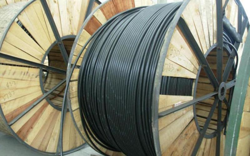 خسارت میلیونی دارکوب ها به مخابرات 