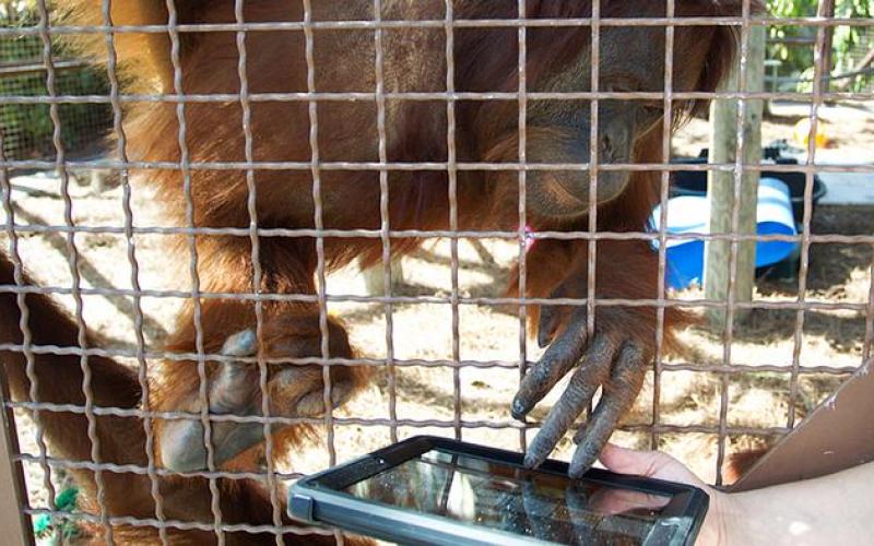 اورانگوتان‌ها در آمریکا از آی‌پد استفاده می‌کنند!