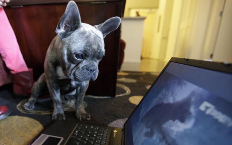 راه‏اندازی نخستین شبکه‏ی تلویزیونی ویژه‌ی سگ‌ها ! + عکس