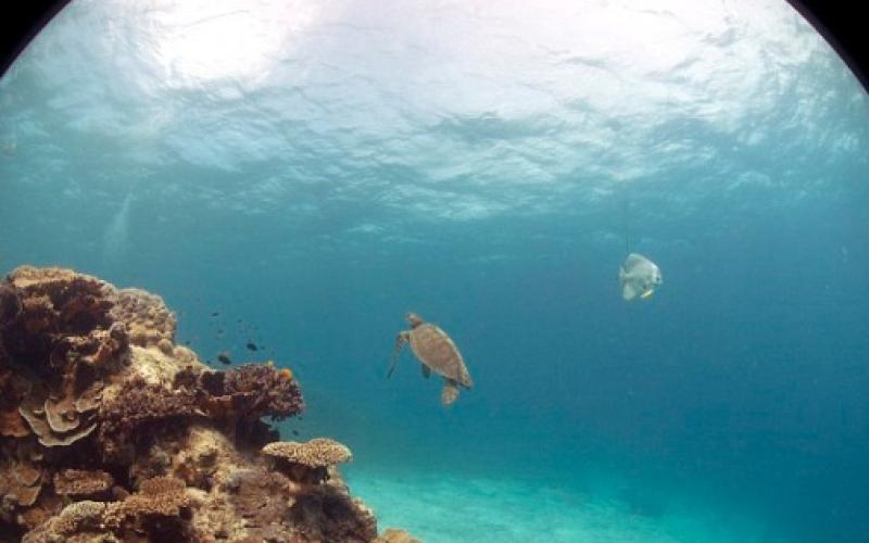 با Google Earth به عمق دریا سفر کنید