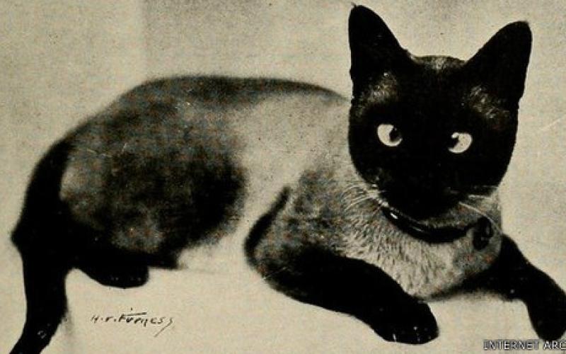 انتشار میلیون‌ها تصویر تاریخی رایگان در فلیکر