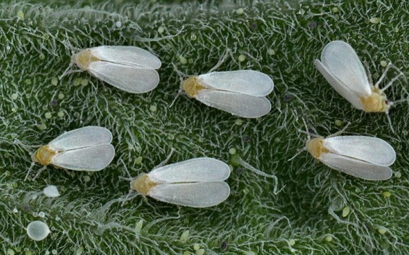 سفید بالک ها حشراتی خطرناک برای سلامتی شهروندان تهرانی