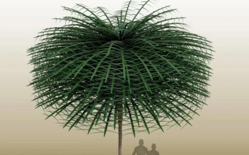 درختان باستان چنین شکلی داشته‌اند