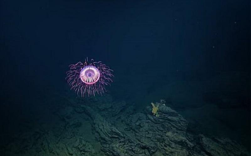 این جانور شگفت انگیز اتفاقی کشف شد!