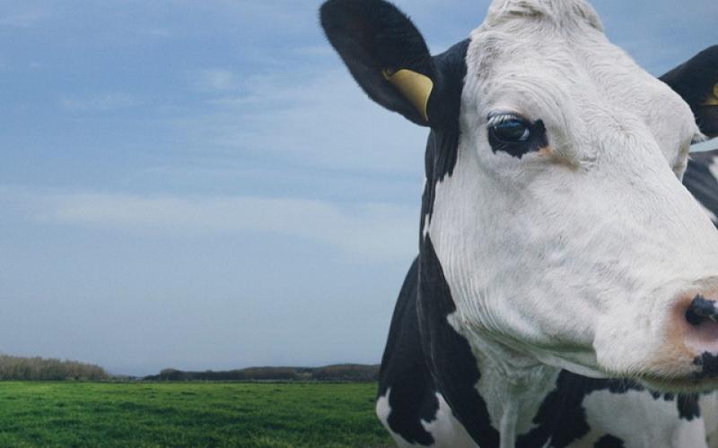 عجیب‌ترین گاو جهان که حاصل مهندسی ژنتیک است