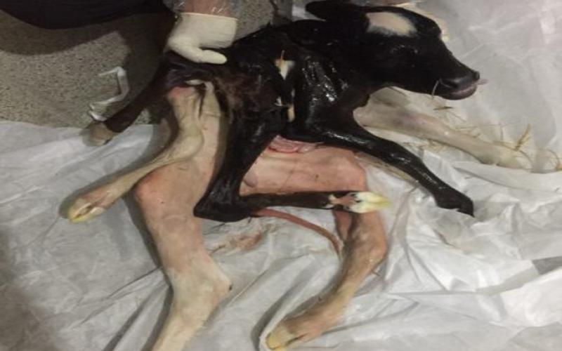 تولد گوساله ای با 4 دست و 3 پا