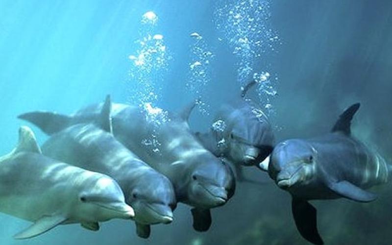 تبلت آبی ویژه دلفین ها هم از راه رسید