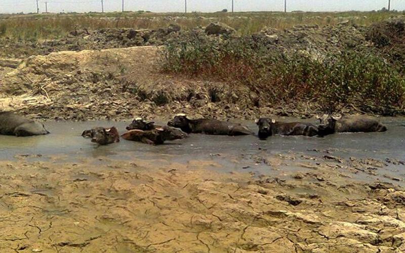 رهاسازی آب سد کرخه به دنبال انتشار تصاویر مرگ ماهی‌ها و آسیب به گاومیش‌ها