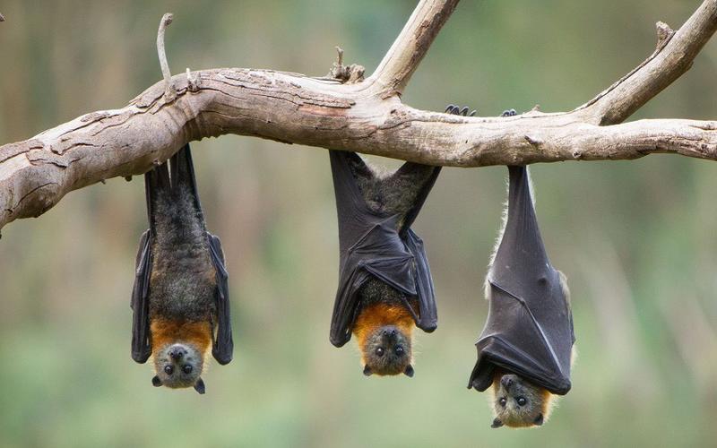 راز خفاش‌ها در نحوه انتقال ویروس فاش شد