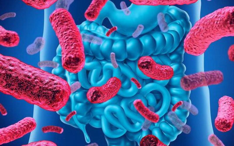 با این رژیم غذایی روده و دستگاه گوارش را پاکسازی کنید