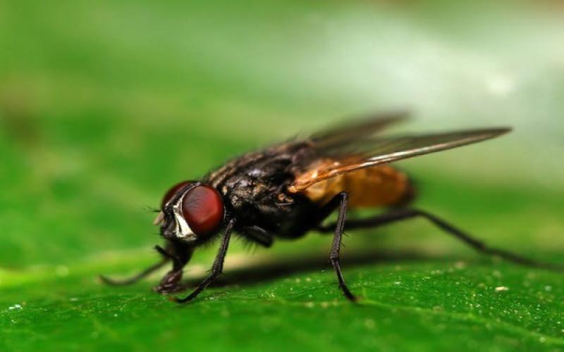 روش‌هایی کارآمد برای رهایی از مگس!