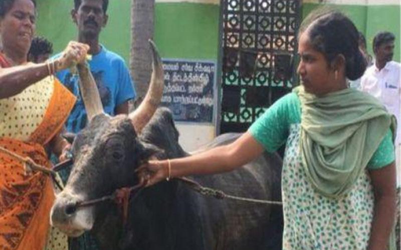 این زن بیوه با گاو نر به حجله رفت