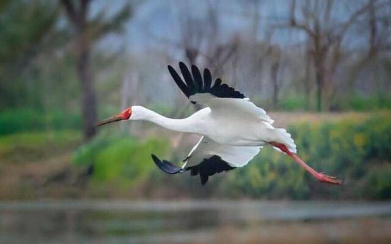 پرنده تک‌همسری که به ایران می‌آید