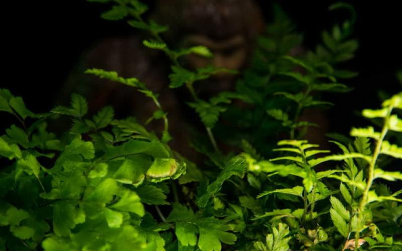 دست به دست شدن فیلم یک "موجود مرموز" در شبکه‌های اجتماعی!