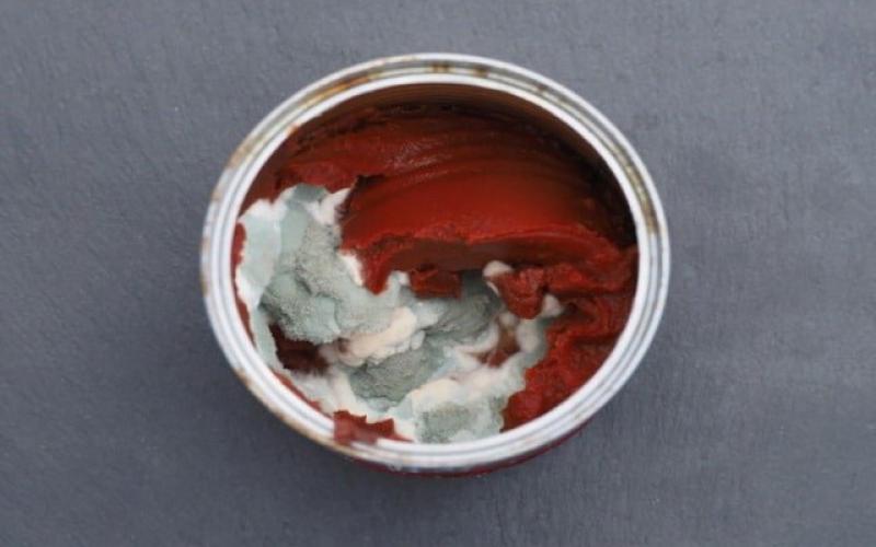 آیا کپک‌ها خطرناک هستند؟