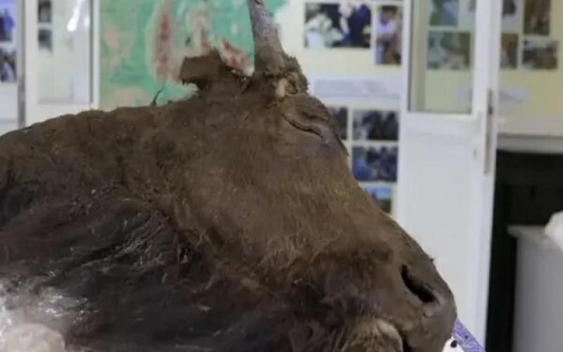 حیوان باستانی منقرض شده به حیات باز می‌گردد؟