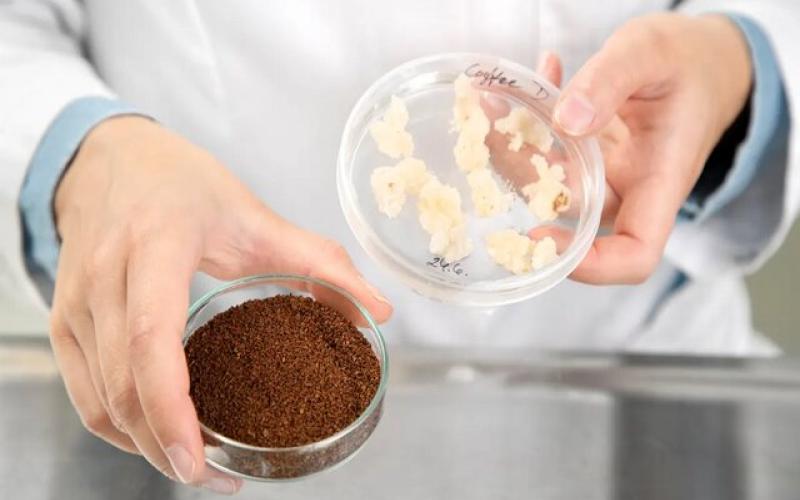 به زودی می‌توانید قهوه تولید شده در آزمایشگاه بنوشید
