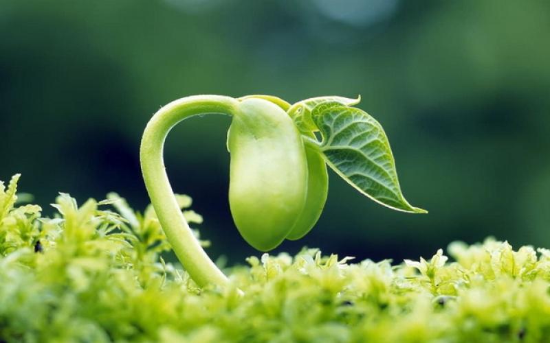 گوش ندارد و می‌شنود، دهان ندارد و فریاد می‌زند!