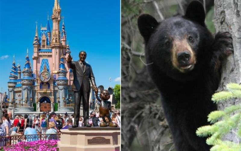 خرس سیاه، مشهورترین مرکز تفریحی آمریکا را به تعطیلی کشاند