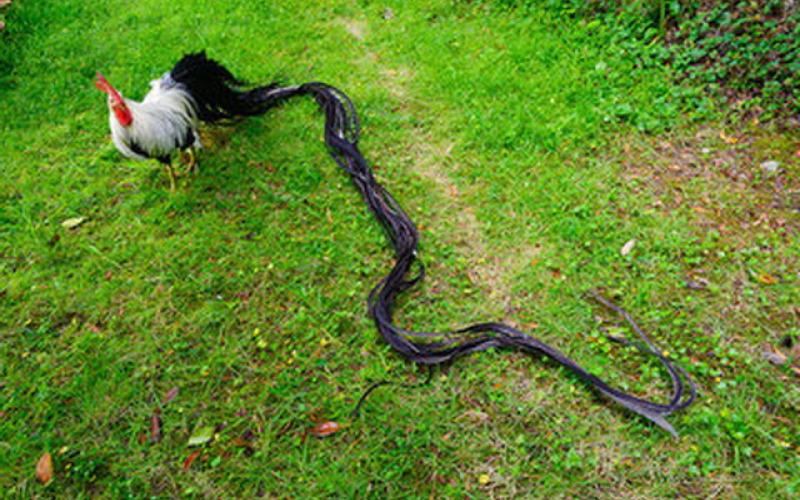 دم‌درازترین خروس جهان در ژاپن زندگی می‌کند