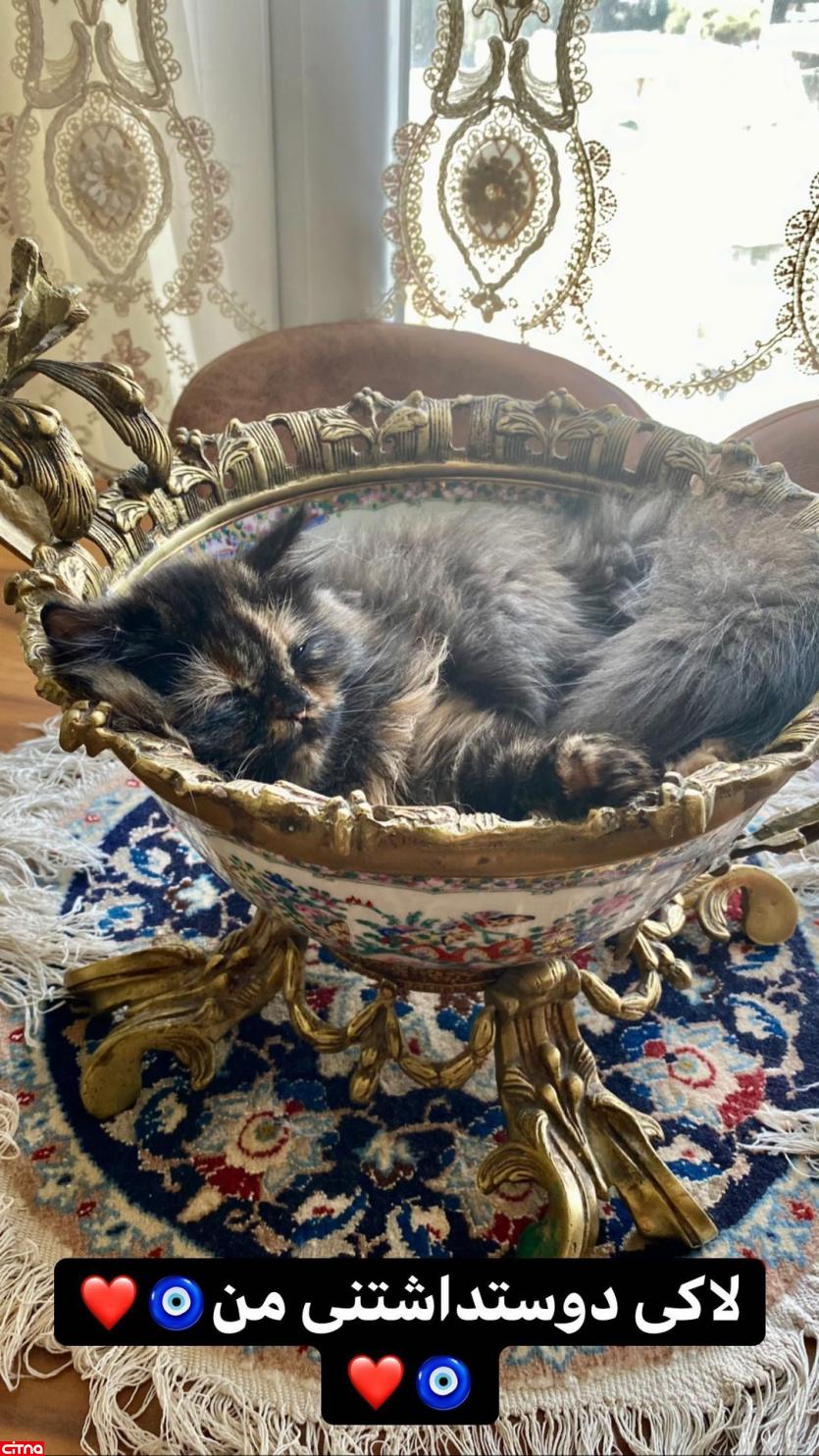 رونمایی خانم بازیگر از گربه میلیونی اش در اینستاگرام