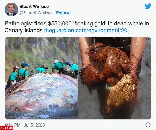در دل نهنگ مرده گنج پیدا شد