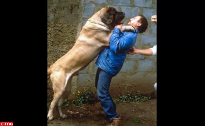 سگ غول‌پیکری که نامش در گینس ثبت شده