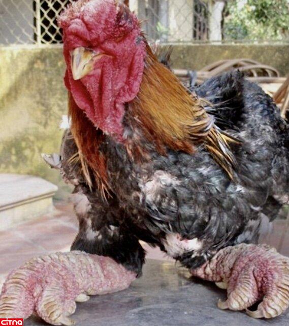 مرغ اژدها عجیب‌ترین مرغ خانگی در جهان!
