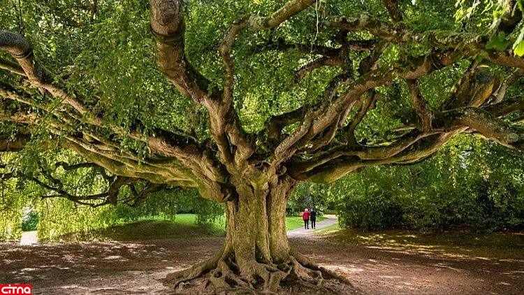 زیباترین درخت‌های اروپا