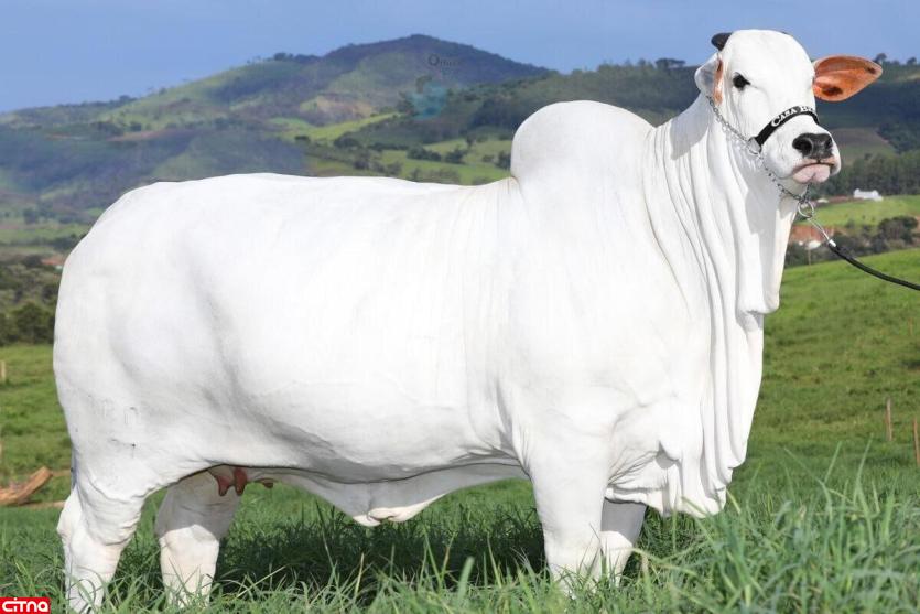 فروش گران‌ترین گاو جهان به قیمت ۲.۶ میلیارد تومان!