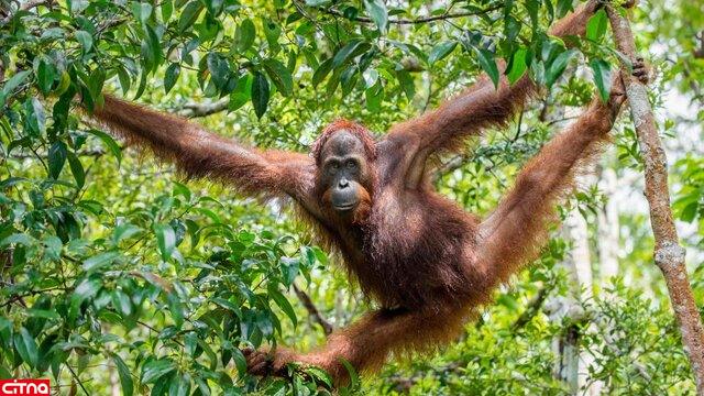 هفت گونه جانوری در حال انقراض در جهان را بشناسید