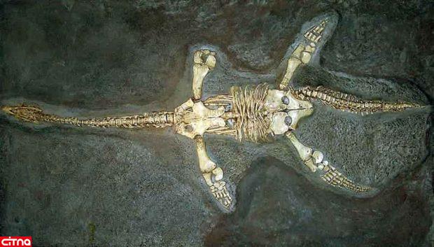 فسیل هیولای دریایی ۲۵۰ میلیون ساله در چین پیدا شد(+عکس)