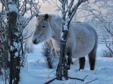 سردترین شهر جهان کجاست؟ (+تصاویر)