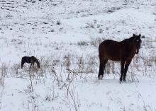 تصاویر/ سرزمین ناشناخته با ساکنان ایرانی تبار
